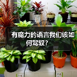 有魔力的语言我们该如何驾驭?(图2) 有魔力的语言我们该如何驾驭?(图2)